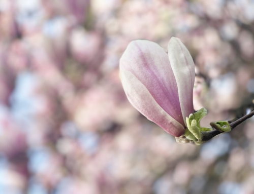 Wiosna w Klubie Seniora „Pod Magnolią”